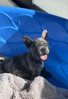 Jewel’s M1, a male French Bulldog for sale in Priddy, TX – 9 of 9