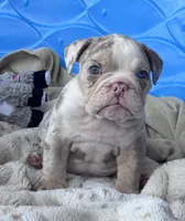 Kay T’s 💜 M1, a male English Bulldog for sale in Priddy, TX – 4 of 10