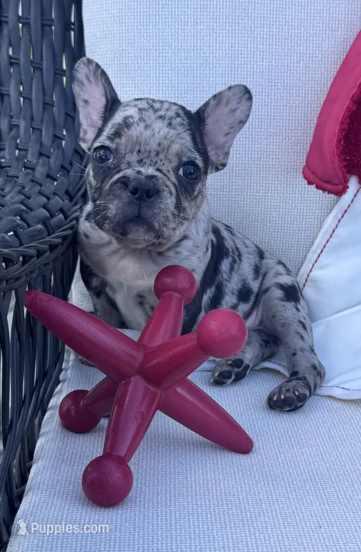 Panda’s M2 🖤 – Frenchton puppy for sale in Priddy, TX