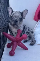 Panda’s M2 🖤, a male Frenchton for sale in Priddy, TX – 1 of 5