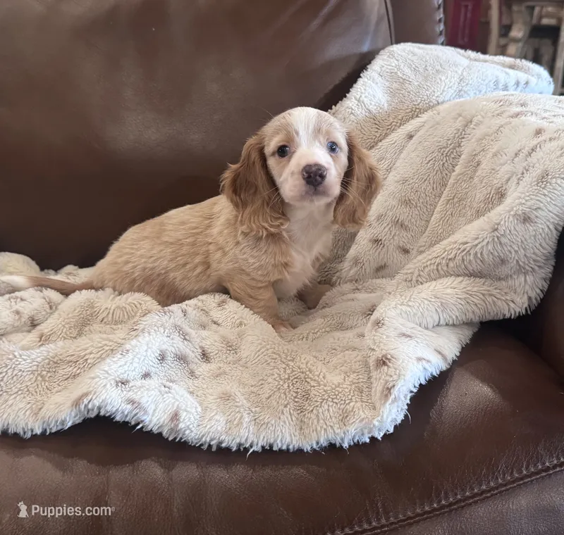 💛 Ready 💙 – Miniature Dachshund puppy for sale in Priddy, TX
