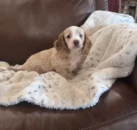 💛 Ready 💙, a male Miniature Dachshund for sale in Priddy, TX – 1 of 8