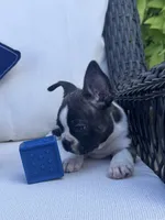 Panda’s M3 🖤🤎, a male Frenchton for sale in Priddy, TX – 6 of 10