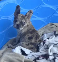 Cruella’s 🤎 merle , a male French Bulldog for sale in Priddy, TX – 2 of 3