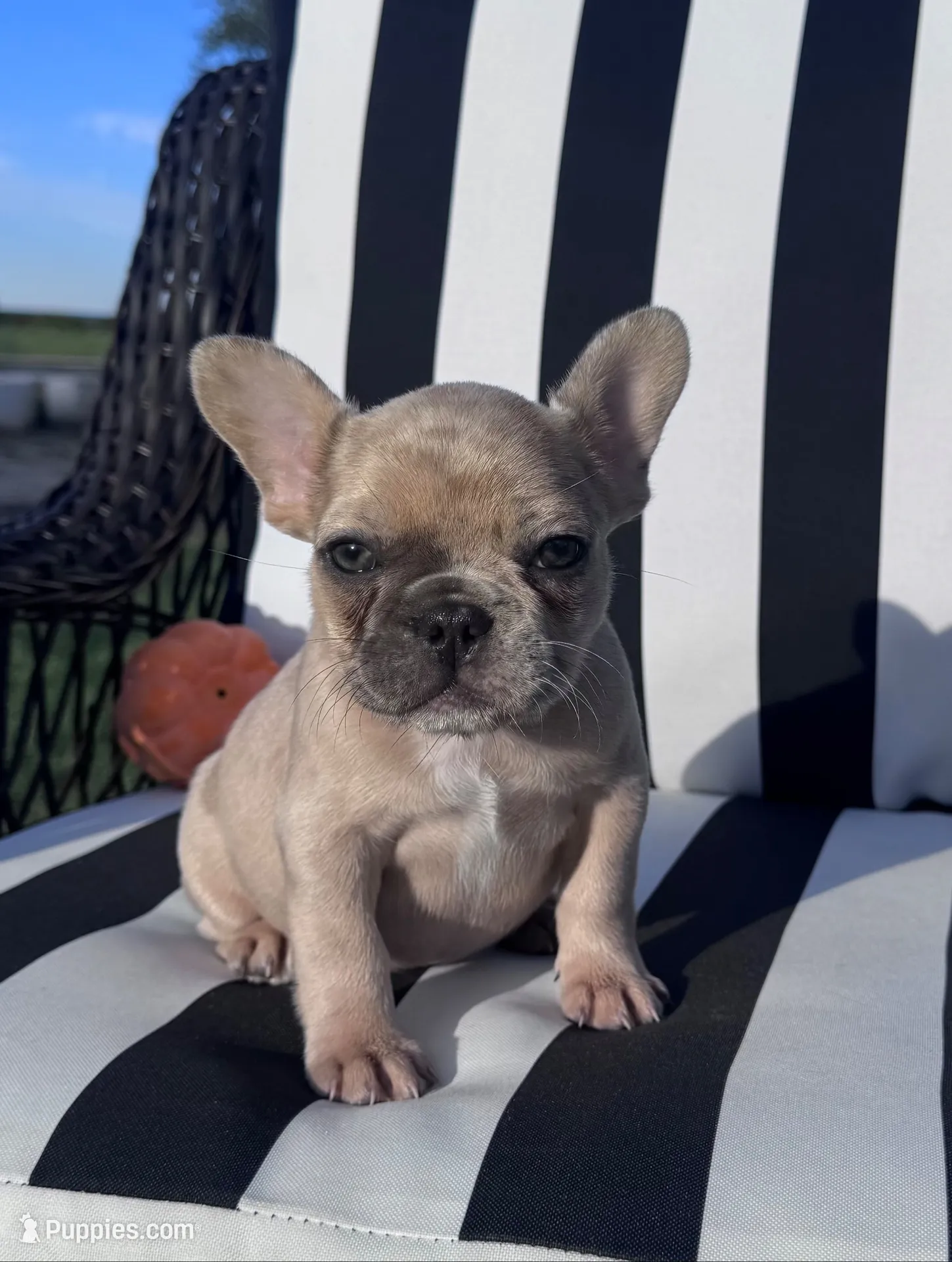 Indi’s F2, a female French Bulldog for sale in Priddy, TX – 1 of 6