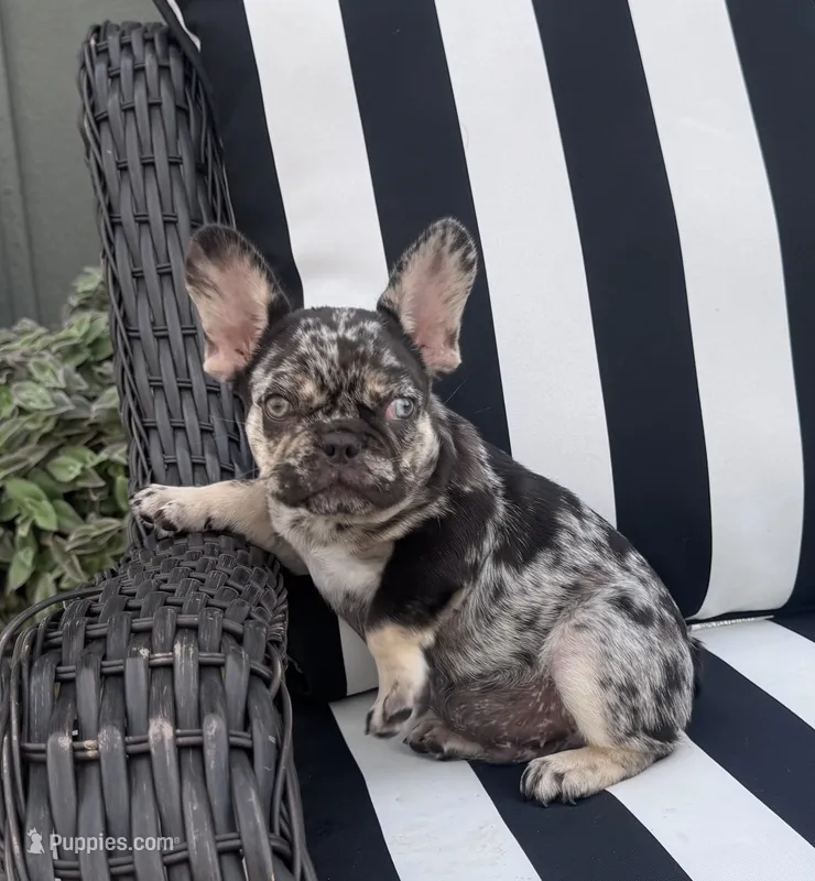 Pfeiffer’s M1 – French Bulldog puppy for sale in Priddy, TX