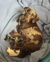 Cookie’s 💙, a male Miniature Dachshund for sale in Priddy, TX – 5 of 7