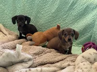 Cookie’s 💙, a male Miniature Dachshund for sale in Priddy, TX – 4 of 7