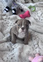 Kay T’s 🩷 F2, a female English Bulldog for sale in Priddy, TX – 8 of 9
