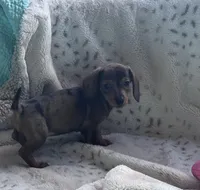 Ready now 🩷, a female Miniature Dachshund for sale in Priddy, TX – Photo 4 of 5