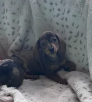 Ready now 🩷, a female Miniature Dachshund for sale in Priddy, TX – Photo 2 of 5