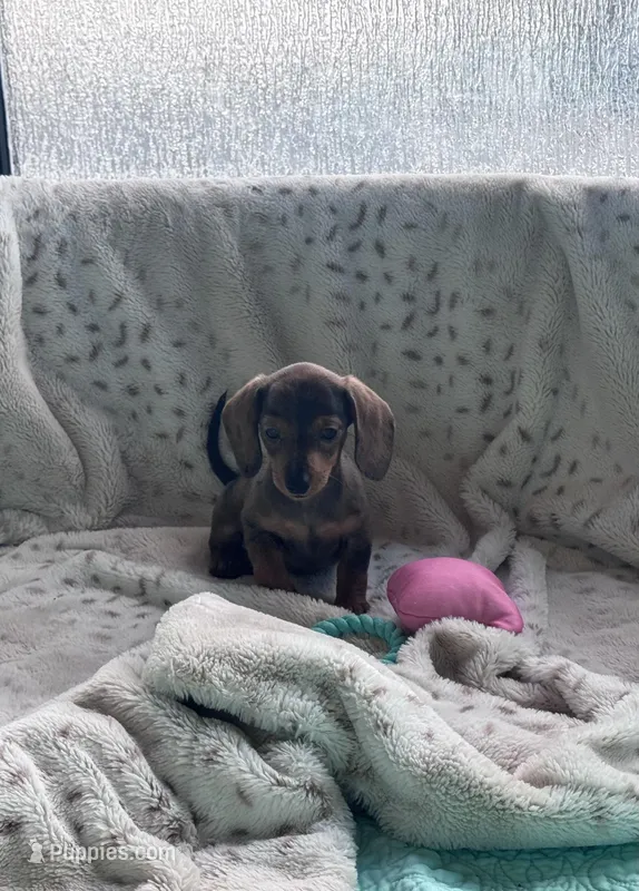 Ready now 🩷 – Miniature Dachshund puppy for sale in Priddy, TX