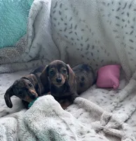 Ready now 🩷, a female Miniature Dachshund for sale in Priddy, TX – Photo 5 of 5