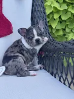 Panda’s M1 💙, a male Frenchton for sale in Priddy, TX – 3 of 10