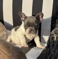 Indi’s M2, a male French Bulldog for sale in Priddy, TX – 2 of 3