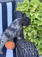 Jewel’s M1, a male French Bulldog for sale in Priddy, TX – 6 of 9