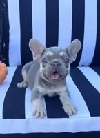 Pfeiffer’s M2 💜, a male French Bulldog for sale in Priddy, TX – 3 of 6