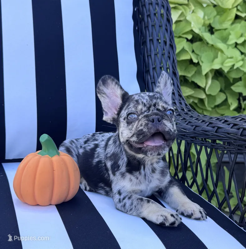 Pfeiffer’s M1 – French Bulldog puppy for sale in Priddy, TX