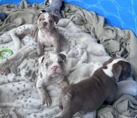 Kay T’s 💜 M1, a male English Bulldog for sale in Priddy, TX – 10 of 10