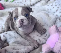 Kay T’s 🩷 F1, a female English Bulldog for sale in Priddy, TX – 6 of 10