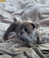 Kay T’s 💜 M4, a male English Bulldog for sale in Priddy, TX – 4 of 5