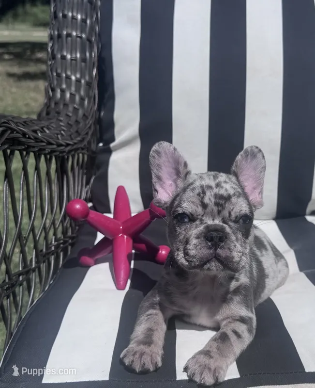 Annie’s 💙 – French Bulldog puppy for sale in Priddy, TX