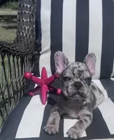 Annie’s 💙, a male French Bulldog for sale in Priddy, TX – 1 of 5