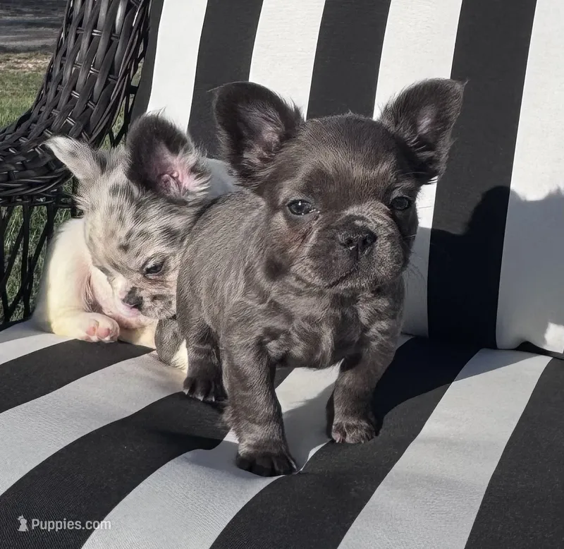 Indi’s F1 – French Bulldog puppy for sale in Priddy, TX