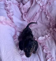 💜 Ready‼️, a female Miniature Dachshund for sale in Priddy, TX – Photo 4 of 7