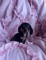 💜 Ready‼️, a female Miniature Dachshund for sale in Priddy, TX – Photo 3 of 7