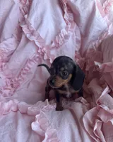💜 Ready‼️, a female Miniature Dachshund for sale in Priddy, TX – Photo 7 of 7