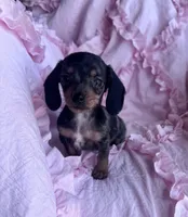 💜 Ready‼️, a female Miniature Dachshund for sale in Priddy, TX – Photo 2 of 7