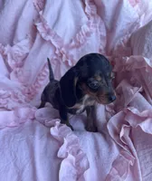 💜 Ready‼️, a female Miniature Dachshund for sale in Priddy, TX – Photo 5 of 7