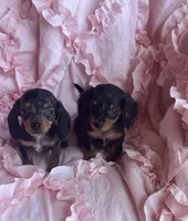 💜 Ready‼️, a female Miniature Dachshund for sale in Priddy, TX – Photo 6 of 7