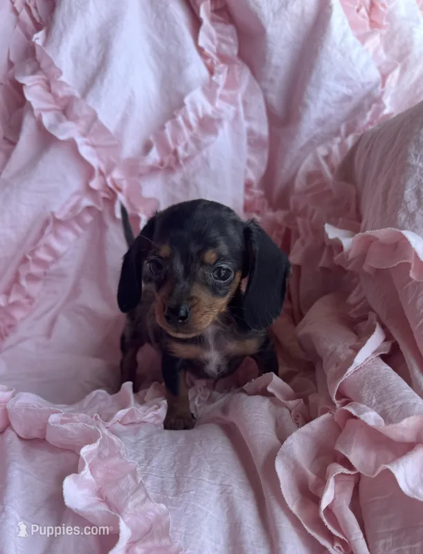 💜 Ready‼️ – Miniature Dachshund puppy for sale in Priddy, TX