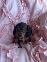 💜 Ready‼️, a female Miniature Dachshund for sale in Priddy, TX – Photo 1 of 7