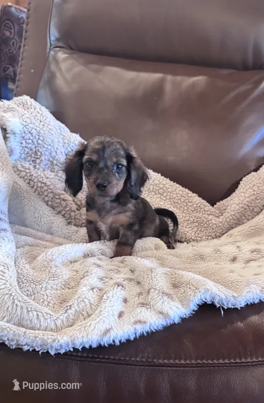 🤎 READY NOW 💙 – Miniature Dachshund puppy for sale in Priddy, TX