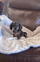 🤎 READY NOW 💙, a male Miniature Dachshund for sale in Priddy, TX – 1 of 10