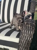 Indi’s F1, a female French Bulldog for sale in Priddy, TX – 4 of 6