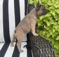 Jewels F1, a female French Bulldog for sale in Priddy, TX – 4 of 6
