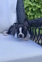 Panda’s M3 🖤🤎, a male Frenchton for sale in Priddy, TX – 2 of 10