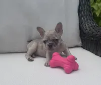 Poppy’s 💜 girl, a female French Bulldog for sale in Priddy, TX – 6 of 8