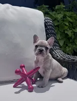 Poppy’s 💙, a male French Bulldog for sale in Priddy, TX – 4 of 7