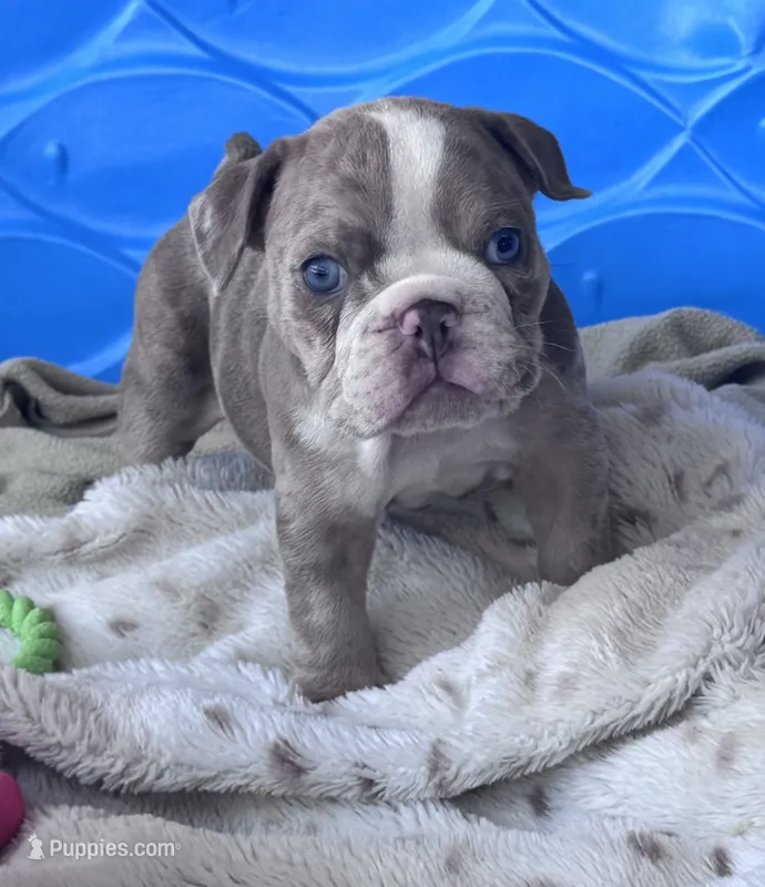 Kay T’s 🩷 F1 – English Bulldog puppy for sale in Priddy, TX