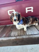 Cookie’s 💙, a male Miniature Dachshund for sale in Priddy, TX – 7 of 7