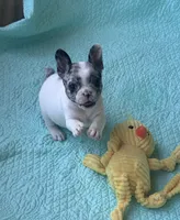 Cruella’s F 💗, a female French Bulldog for sale in Priddy, TX – 3 of 6