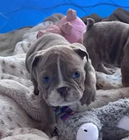 Kay T’s 🩷 F2, a female English Bulldog for sale in Priddy, TX – 7 of 9