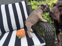 Jewels F1, a female French Bulldog for sale in Priddy, TX – 5 of 6