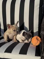 Indi’s M2, a male French Bulldog for sale in Priddy, TX – 3 of 3