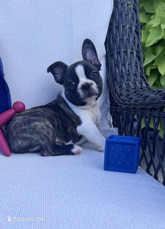 Panda’s M3 🖤🤎 – Frenchton puppy for sale in Priddy, TX
